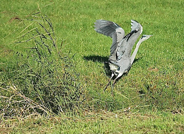 Blauwe reiger