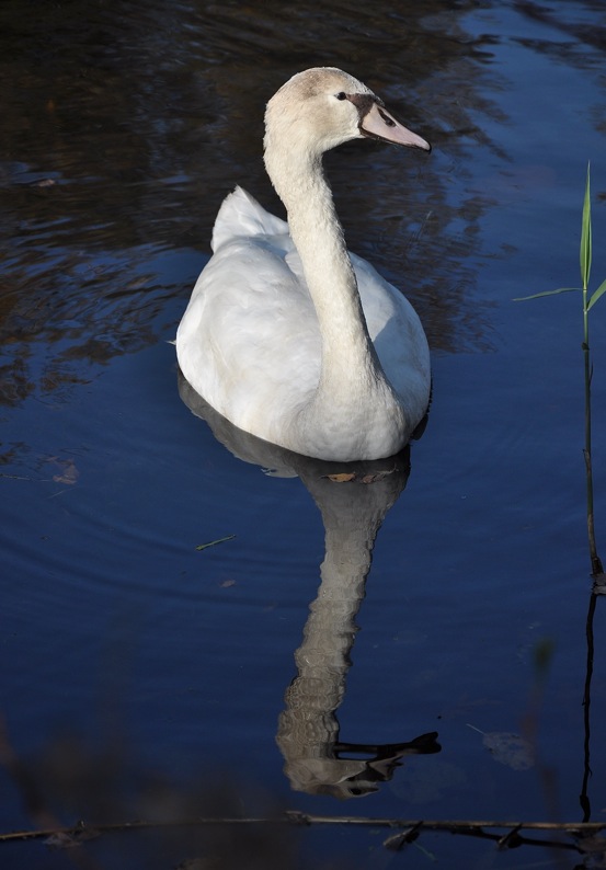 Jonge zwaan1