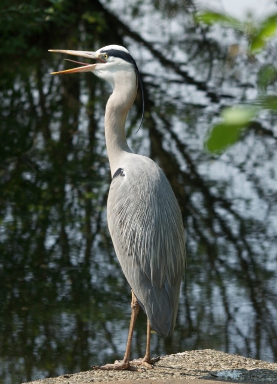 reiger1